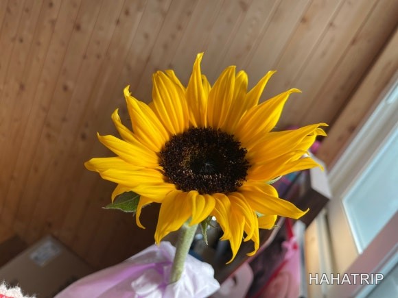 자양동 꽃집 관련 사진 - HAHATRIP 여행 가이드 자양동 꽃집 이미지 10 - HAHATRIP