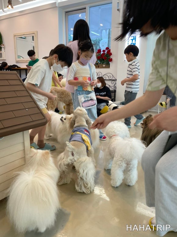 아이와 애견카페 관련 사진 - HAHATRIP 여행 가이드 아이와 애견카페 이미지 17 - HAHATRIP