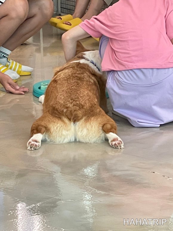 아이와 애견카페 관련 사진 - HAHATRIP 여행 가이드 아이와 애견카페 이미지 19 - HAHATRIP