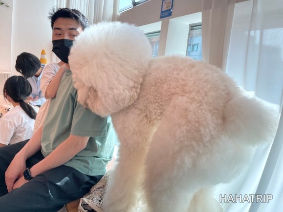 아이와 애견카페 관련 사진 - HAHATRIP 여행 가이드 아이와 애견카페 이미지 20 - HAHATRIP