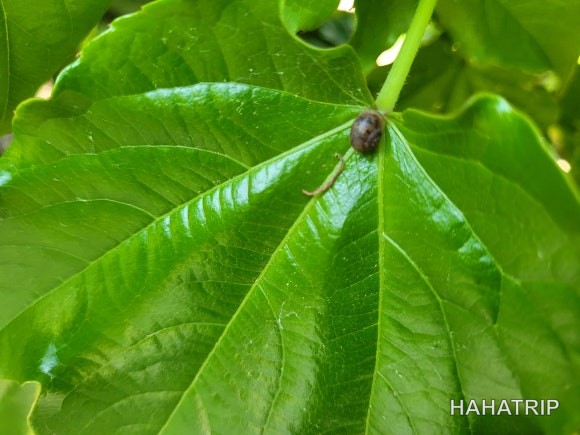 서울숲 숲체험 관련 사진 - HAHATRIP 여행 가이드 서울숲 숲체험 이미지 11 - HAHATRIP